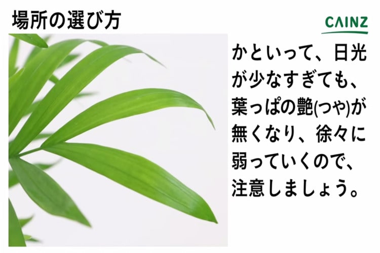 テーブルヤシの育て方とは 場所の選び方や水やりのコツ 肥料の与え方などについて解説 カインズ植物図鑑 となりのカインズさん