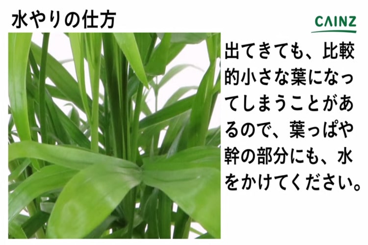 テーブルヤシの育て方とは 場所の選び方や水やりのコツ 肥料の与え方などについて解説 カインズ植物図鑑 となりのカインズさん