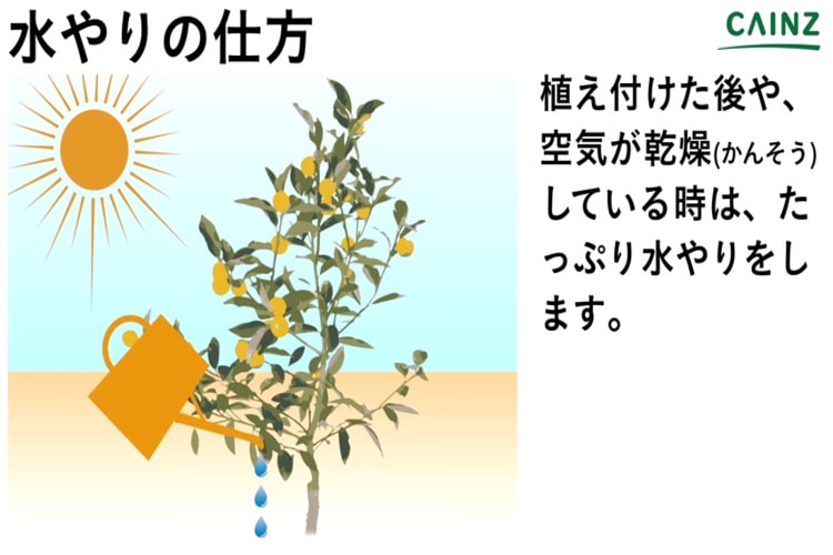 キンカンの育て方とは 植え付け時期や水やりのコツ 剪定のやり方などについて解説 カインズ植物図鑑 となりのカインズさん