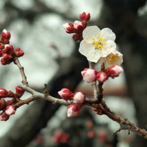 ウメの育て方とは？ 土の準備や水やりのコツ、剪定のやり方などについて紹介【カインズ植物図鑑】