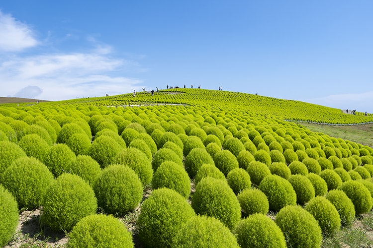 コキアの育て方とは？ 種まきの時期や水やりのコツ、肥料の与え方などについて解説【カインズ観葉植物図鑑】