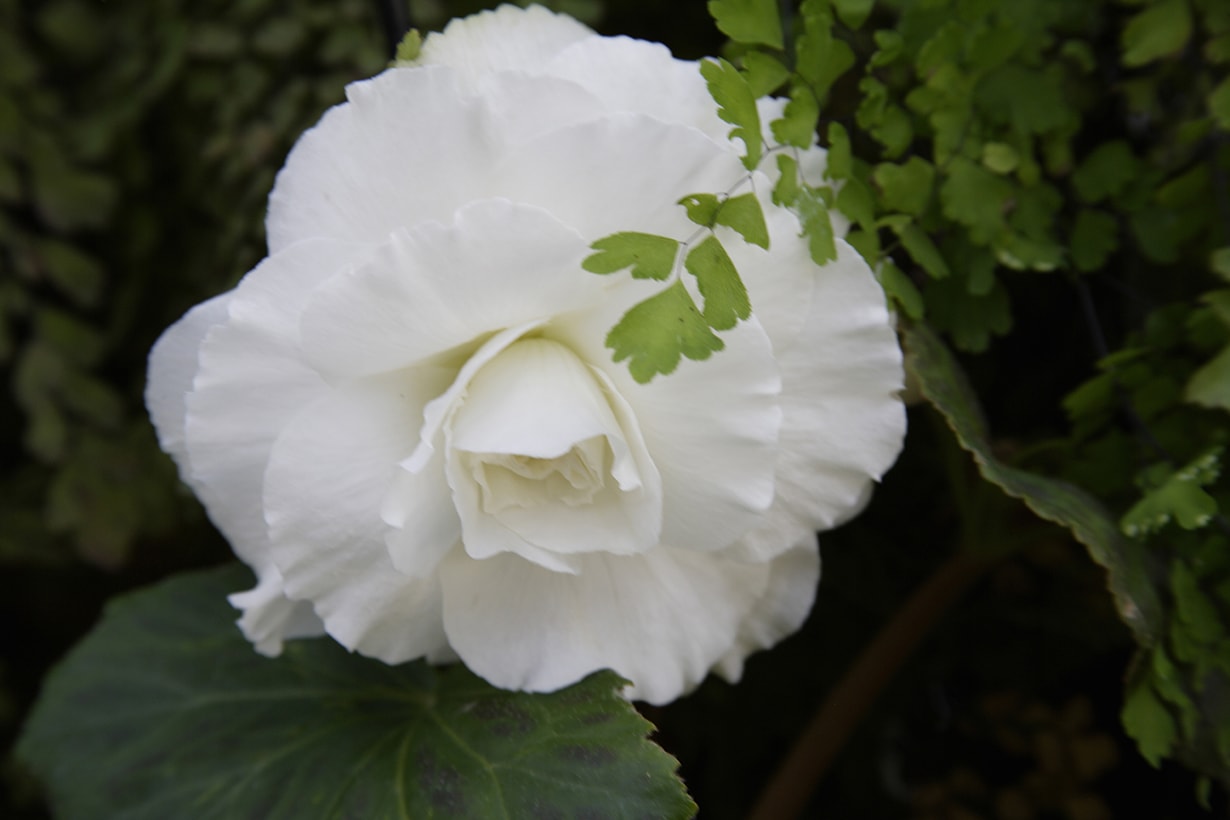 球根ベゴニアの育て方とは 場所の選び方や水やりのコツ 肥料の与え方や剪定について解説 カインズ花図鑑 となりのカインズさん