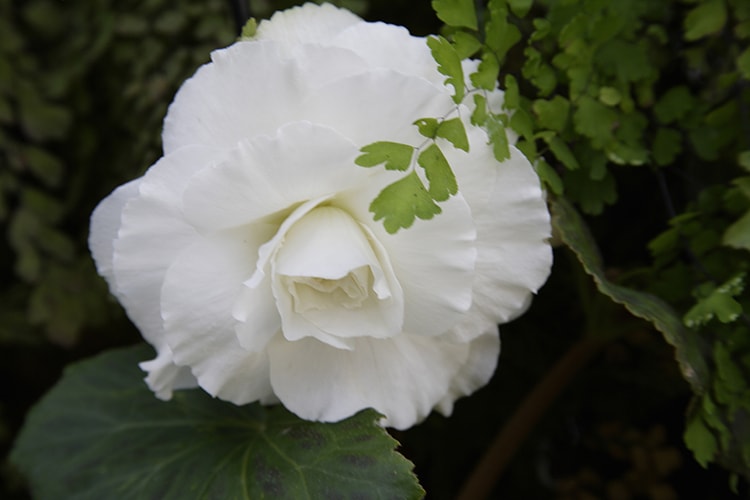 球根ベゴニアの育て方とは？ 場所の選び方や水やりのコツ、肥料の与え方や剪定について解説【カインズ花図鑑】