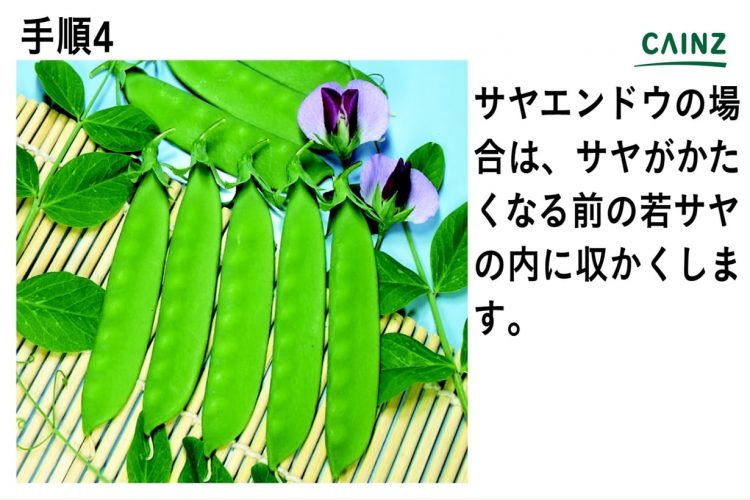 エンドウの育て方 カインズ野菜図鑑 となりのカインズさん