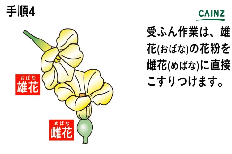 初心者にもできるカボチャの育て方 栽培方法 解説動画付き となりのカインズさん
