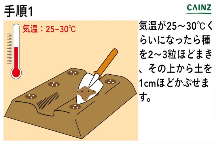 トウガンの育て方 カインズ野菜図鑑 となりのカインズさん