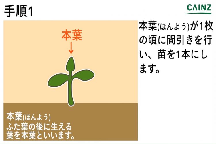 トウガンの育て方 カインズ野菜図鑑 となりのカインズさん