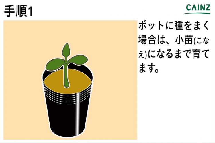 トウガンの育て方 カインズ野菜図鑑 となりのカインズさん