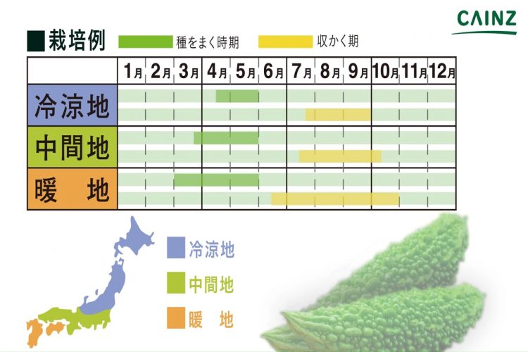 ニガウリの育て方 カインズ野菜図鑑 となりのカインズさん