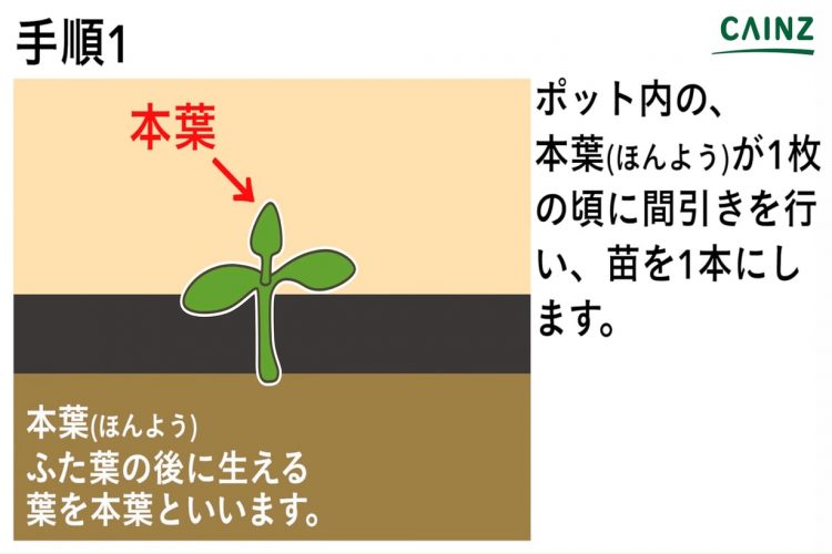 ニガウリの育て方 カインズ野菜図鑑 となりのカインズさん