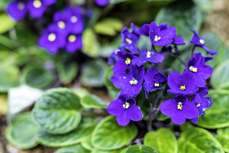 セントポーリアの育て方とは？ 場所の選び方や水やりのコツ、日常のお手入れ方法などについて解説【カインズ花図鑑】