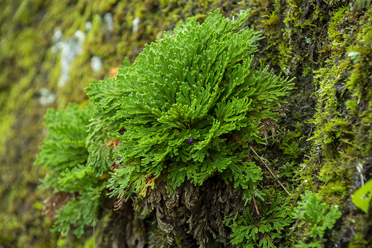 イワヒバの育て方｜増やし方や植え替えのコツ、人気の品種を解説