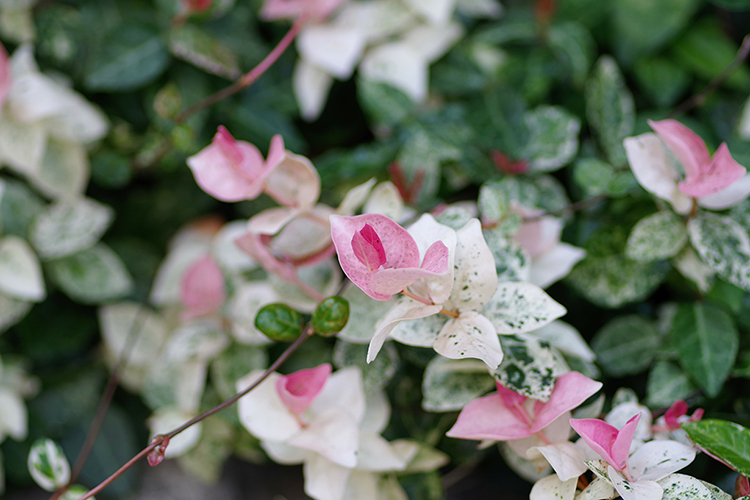 ハツユキカズラの育て方とは? 水やりのコツや肥料の与え方、挿し木で増やす方法などについて解説【カインズ植物図鑑】