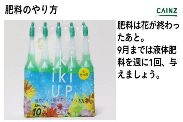 アザレアの育て方とは 水やりのコツや肥料の与え方 植え替え方法などについて解説 カインズ花図鑑 となりのカインズさん