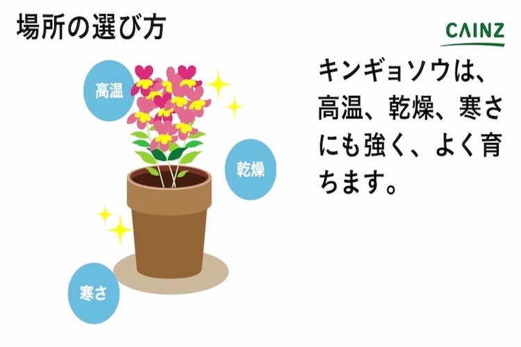 キンギョソウの育て方とは 場所選びや水やりのコツ 肥料の与え方などについて解説 カインズ花図鑑 となりのカインズさん