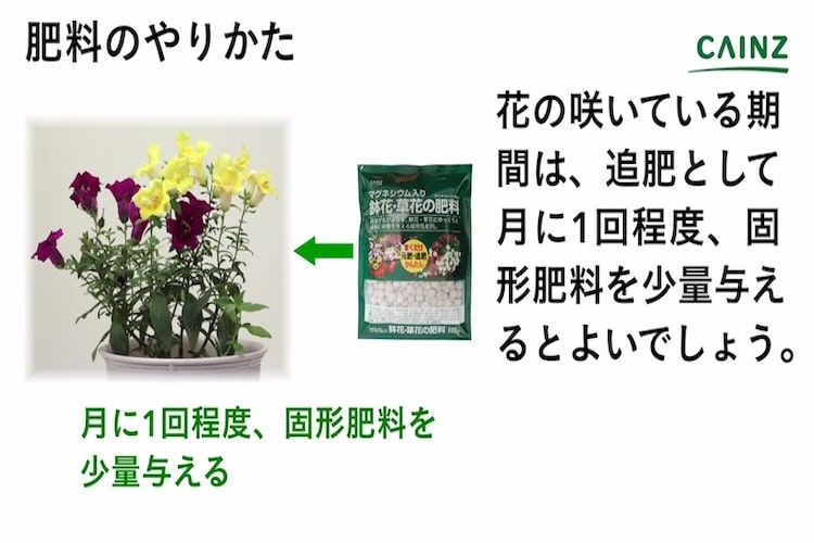 キンギョソウの育て方とは 場所選びや水やりのコツ 肥料の与え方などについて解説 カインズ花図鑑 となりのカインズさん