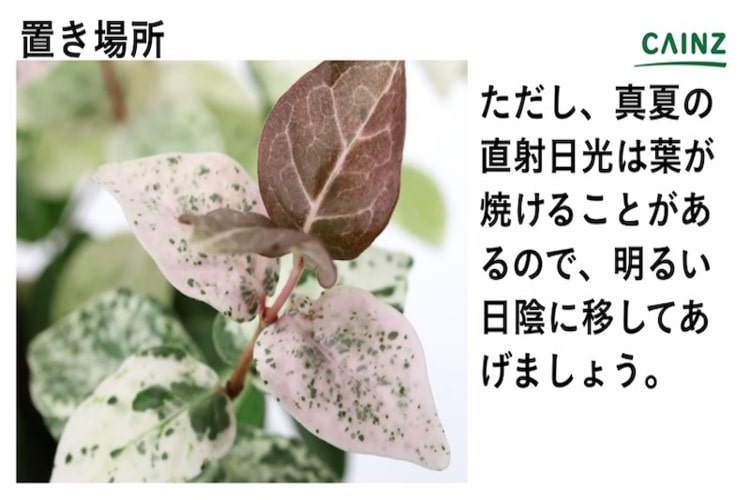 ハツユキカズラの育て方とは 水やりのコツや肥料の与え方 挿し木で増やす方法などについて解説 カインズ植物図鑑 となりのカインズさん