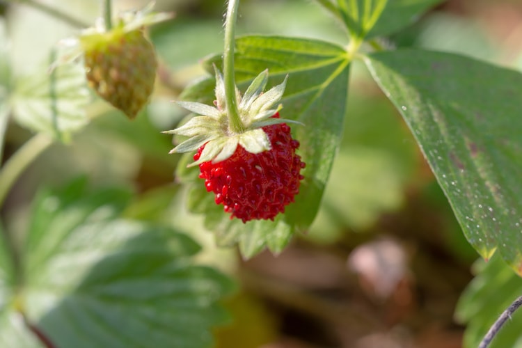 ワイルドストロベリーの育て方とは?植え替え方法や肥料の与え方、水やりのコツなどについて解説【カインズ花図鑑】