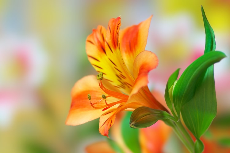 アルストロメリアの育て方とは？場所の選び方や水やりのコツ、肥料の与え方などについて解説【カインズ花図鑑】