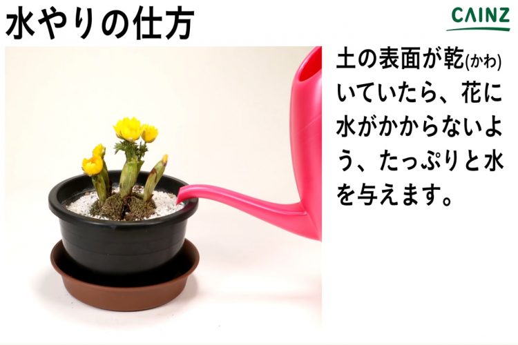 フクジュソウの育て方 カインズ花図鑑 となりのカインズさん