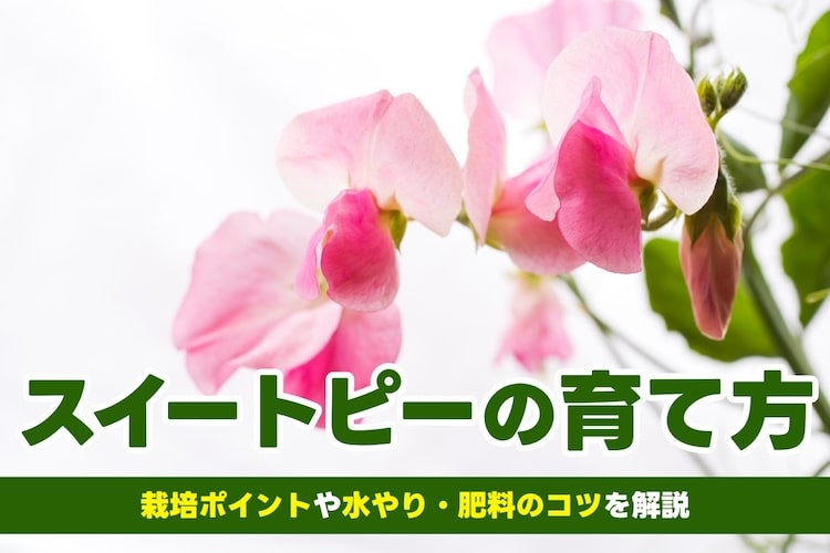 【スイートピーの育て方】種まきや植え付けなど栽培のコツを解説