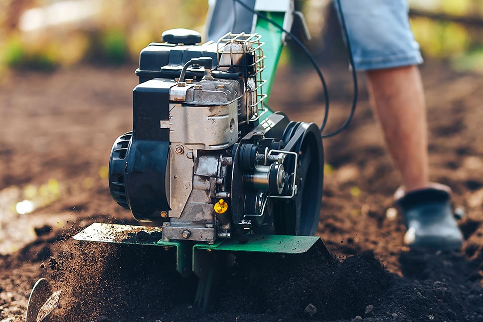菊の花を育てるには おすすめの種類や栽培方法を解説 となりのカインズさん