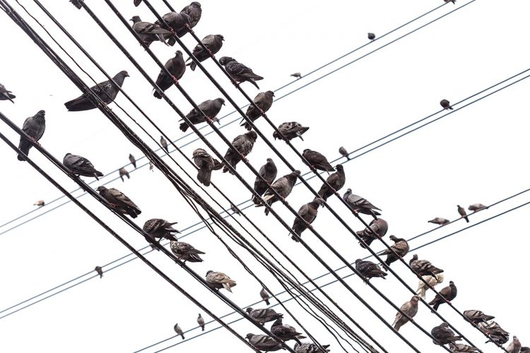 鳥よけにおすすめのグッズ10選を場所別に紹介 となりのカインズさん