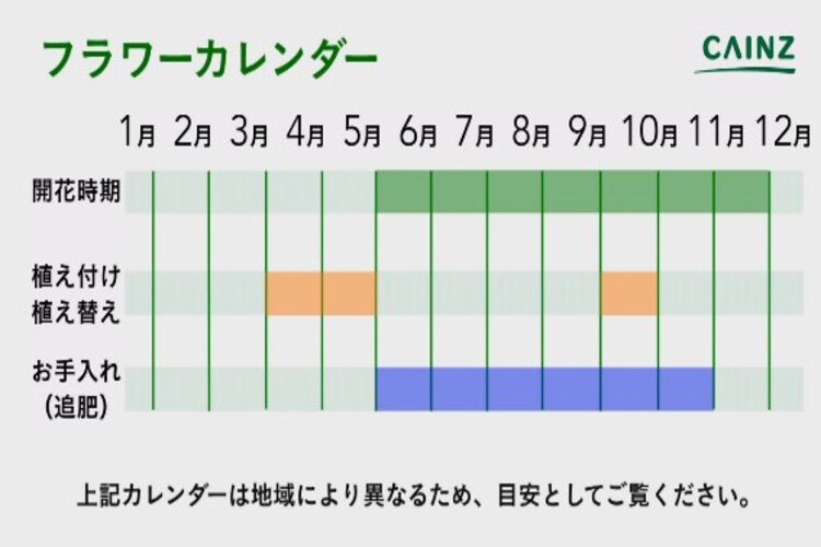 バーベナの育て方とは 植え付け 植え替えのポイントや水やりのコツ 肥料の与え方などについて解説 カインズ花図鑑 となりのカインズさん