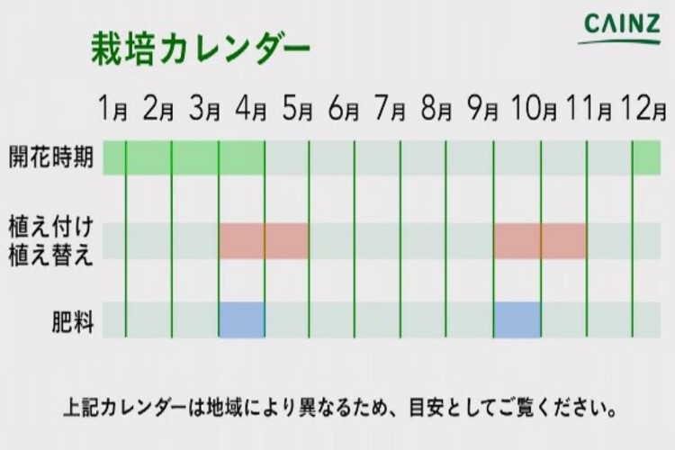 ツバキ サザンカ の育て方とは 肥料の与え方や水やりのコツ 病気や害虫への対策について解説 カインズ植物図鑑 となりのカインズさん