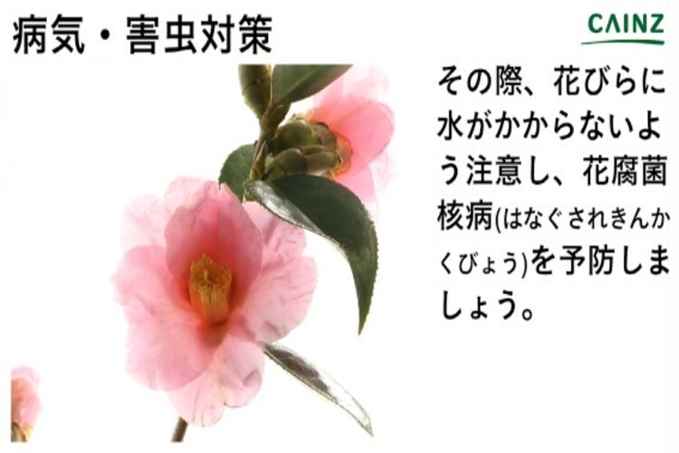 ツバキの育て方とは 肥料の与え方や水やりのコツ 病気や害虫への対策について解説 カインズ植物図鑑 となりのカインズさん