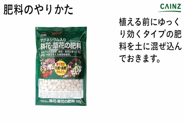 コリウスの育て方とは 場所の選び方や水やりのコツ 肥料の与え方や日常の手入れなどについて解説 カインズ植物図鑑 となりのカインズさん