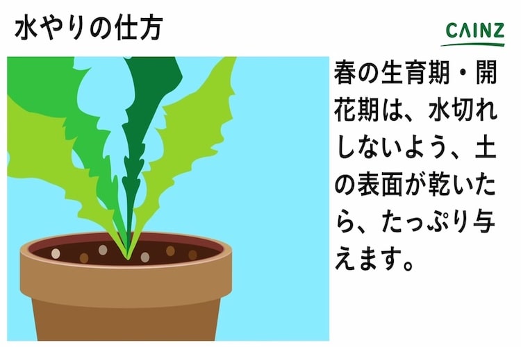 アルストロメリアの育て方とは 場所の選び方や水やりのコツ 肥料の与え方などについて解説 カインズ花図鑑 となりのカインズさん
