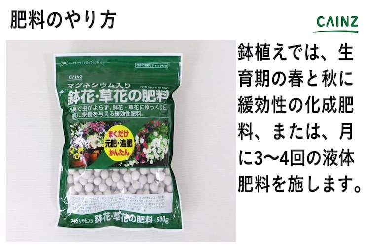 アルストロメリアの育て方とは 場所の選び方や水やりのコツ 肥料の与え方などについて解説 カインズ花図鑑 となりのカインズさん