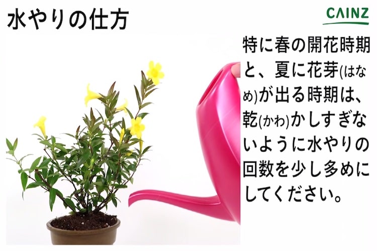 カロライナジャスミンの育て方とは 場所の選び方や水やりのコツ 挿し木での増やし方などについて解説 カインズ花図鑑 となりのカインズさん