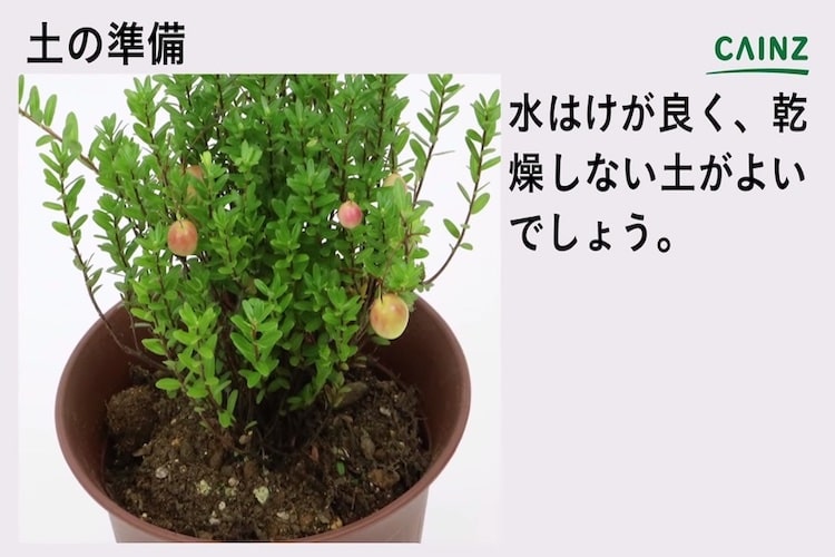 クランベリーの育て方とは 場所の選び方や水やりのコツ 果実の収穫方法などについて解説 カインズ植物図鑑 となりのカインズさん