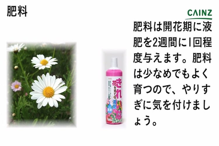 マーガレットの育て方とは 鉢植えをする株の選び方や水やりのコツ 肥料の与え方などについて解説 カインズ花図鑑 となりのカインズさん