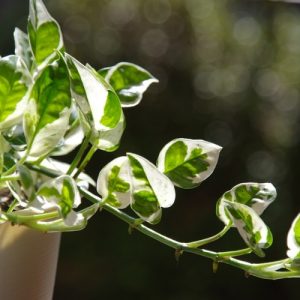 カンパニュラ メリーベルの育て方とは 場所の選び方や水やりのコツ 肥料の与え方などについて解説 カインズ花図鑑 となりのカインズさん