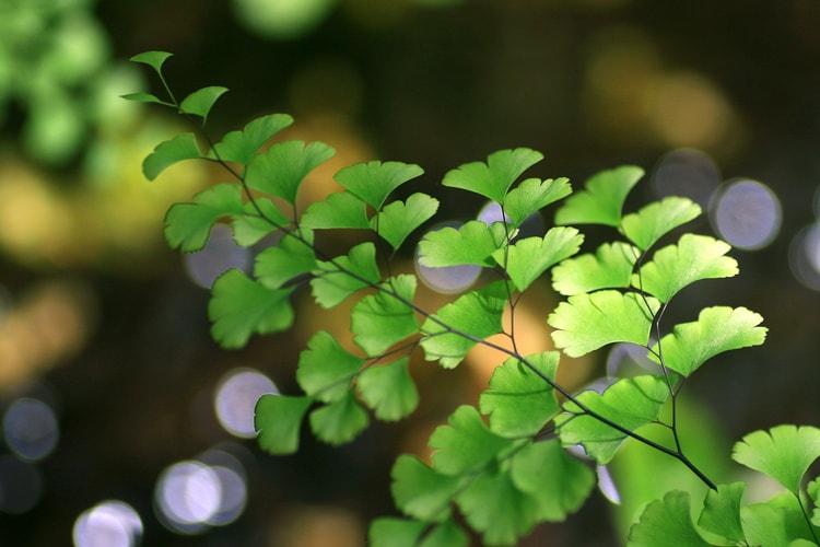 アジアンタムの育て方とは？最適な栽培環境や水やりのコツ、肥料の与え方などについて解説【カインズ花図鑑】