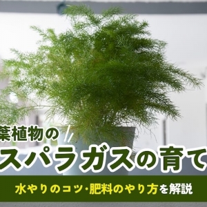 プテリスの育て方 観葉植物として人気の高いシダ植物の栽培方法を紹介します となりのカインズさん
