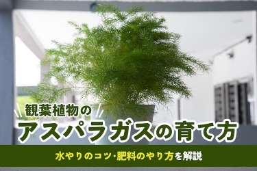 スタイリッシュで個性的な観葉植物。タンクブロメリアの仲間と育て方