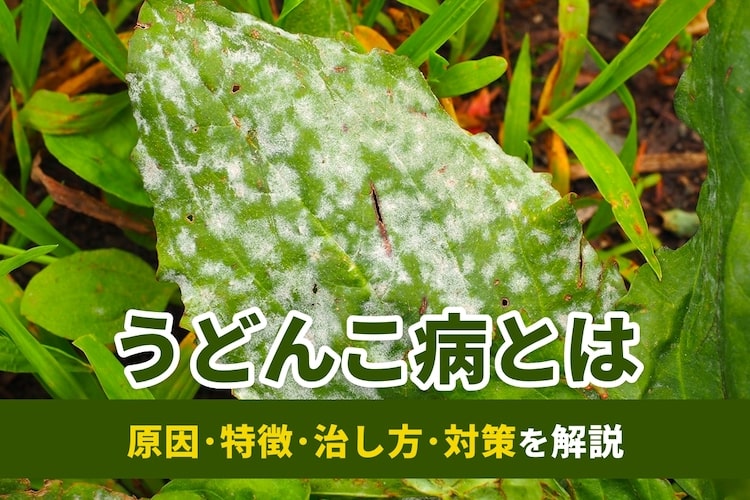 うどんこ病とは|バラやキュウリにできる原因・治療法・対策