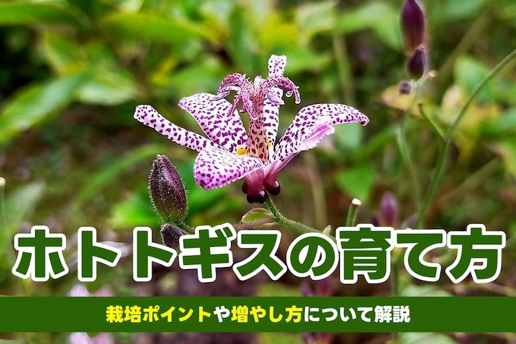 ホトトギスの育て方とは？水やりのコツや肥料の与え方、育てる場所選びのポイントなどについて解説【カインズ花図鑑】
