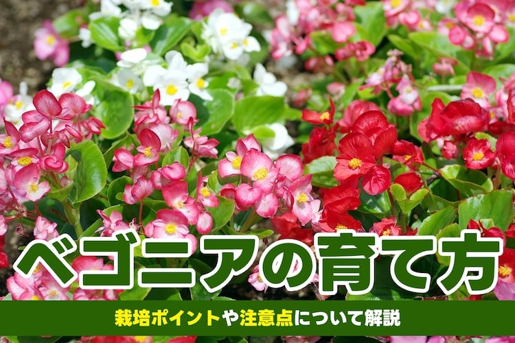 ベゴニアの育て方を初心者向けに解説! 切り戻しをマスターしよう