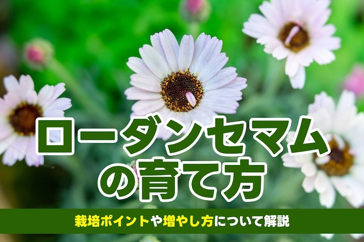ローダンセマムの育て方|切り戻しのコツや挿し木での増やし方は?