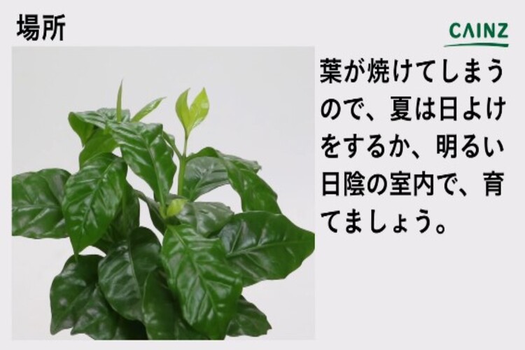 コーヒーの木の育て方とは 育てる場所選びや水やりのコツ 与える肥料の種類などについて解説 カインズ植物図鑑 となりのカインズさん