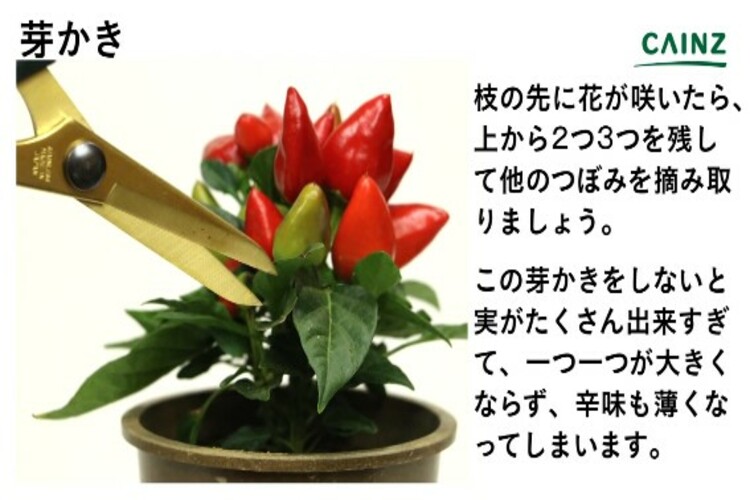 トウガラシの育て方とは 水やりのコツや肥料の与え方 実を収穫する方法などについて解説 カインズ観葉植物図鑑 となりのカインズさん