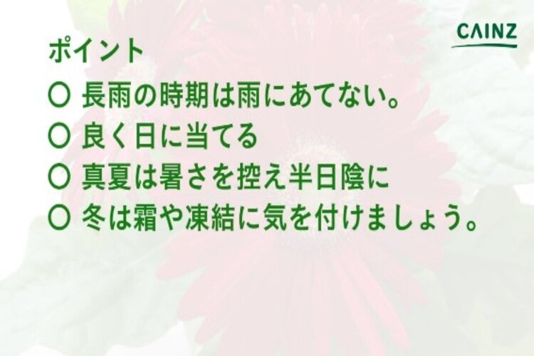ガーベラの育て方とは 鉢植えの選び方や育てる場所 日常のお手入れや株分けのやり方などについて解説 カインズ花図鑑 となりのカインズさん