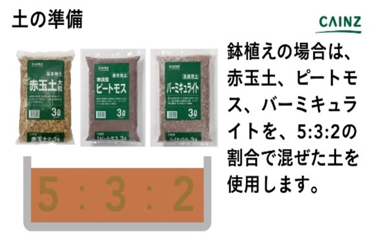 トレニアの育て方とは 育てる場所選びや水やりのコツ 肥料の与え方などについて解説 カインズ花図鑑 となりのカインズさん
