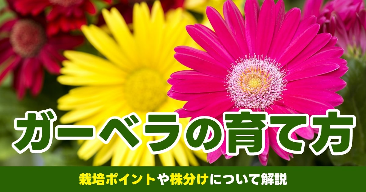 ガーベラの育て方｜鉢植えの選び方や株分けの注意点も解説 | となりの