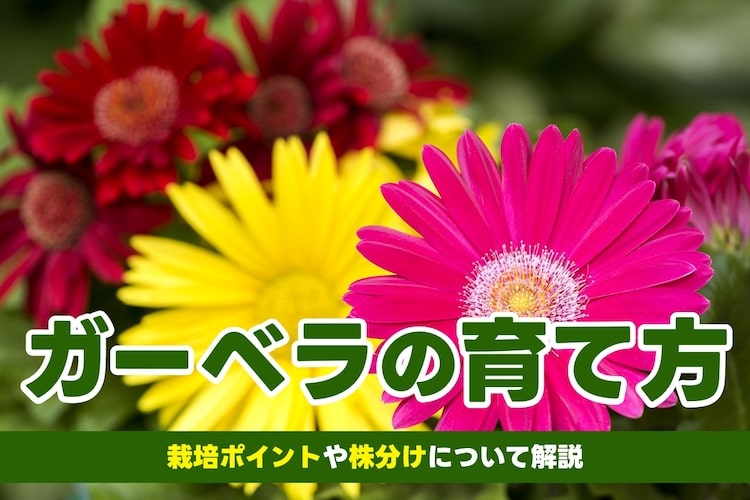 ガーベラの育て方｜鉢植えの選び方や株分けの注意点も解説